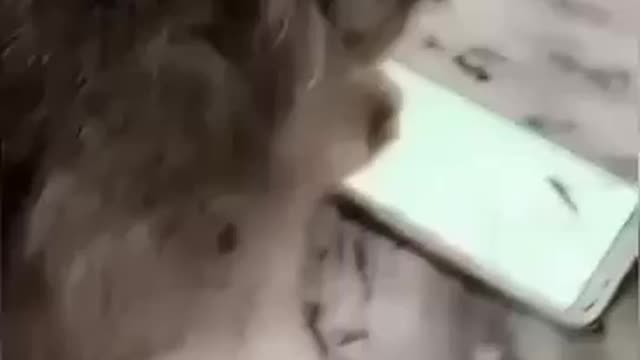 Cat Funny Video. Max