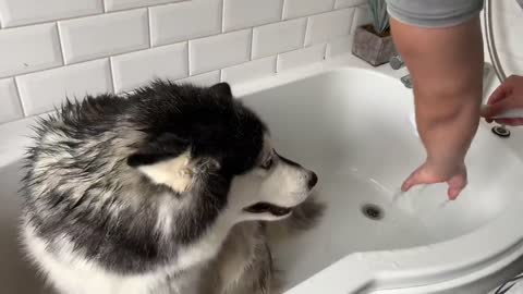 Alaskan Malamute Bath Time! Naughty Niko Rolled In Poo!-15