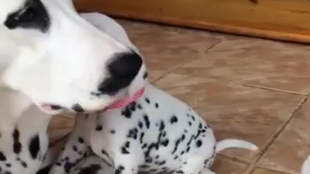 Cute and tired Dalmatian mama