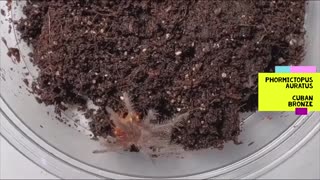 Phormictopus Sling Takedowns 4 Different Species