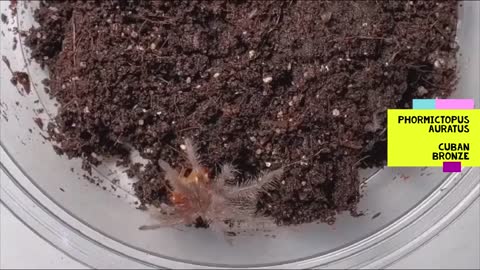 Phormictopus Sling Takedowns 4 Different Species