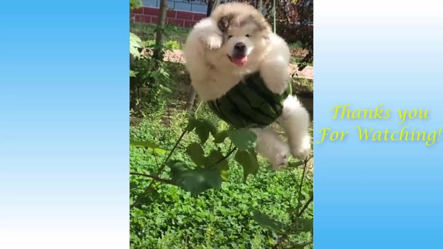 Funny cat Cute Pets And Funny Animals Compilation #4 - Pets Garden