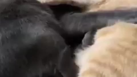 Baby Cats - Cute and Funny Cat Videos Compilation #41 || Exlamation Animals