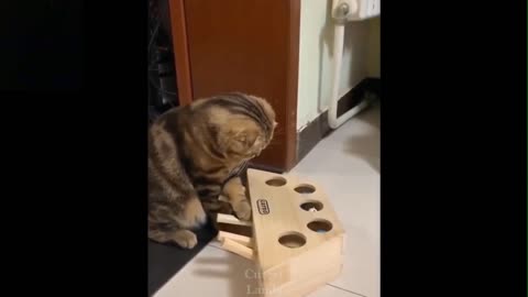 pet lovers 02