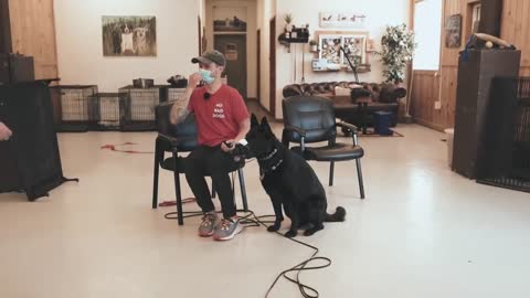Aggressive dog training with Roman