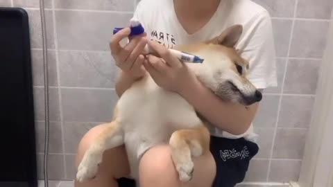 How to beauty brushes the dogs Teeth