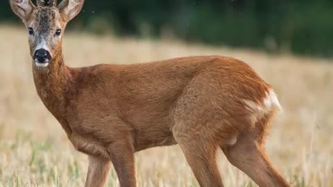 5 interesting facts about animals.