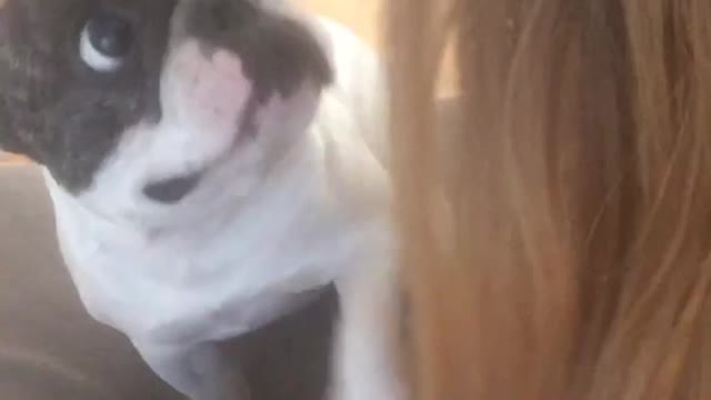 Dog knows the importance of taking a break
