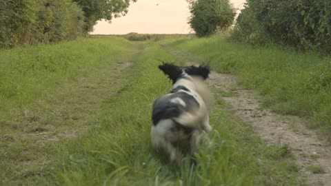 Dogs running along the countryside