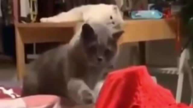 Funny Cat Video 2021 - Struggling to meet the Best friend
