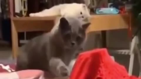 Funny Cat Video 2021 - Struggling to meet the Best friend