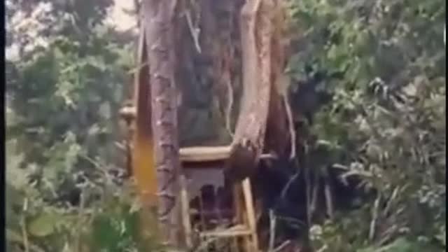 Big snake caught by locals...