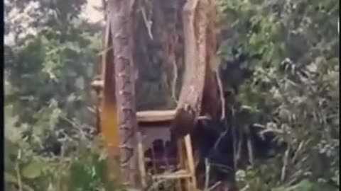 Big snake caught by locals...