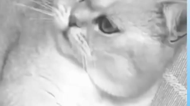 Funny Animals Dogs and Cats 🐶 Compilation of Dogs and Cats Videos😺