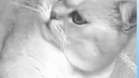 Funny Animals Dogs and Cats 🐶 Compilation of Dogs and Cats Videos😺