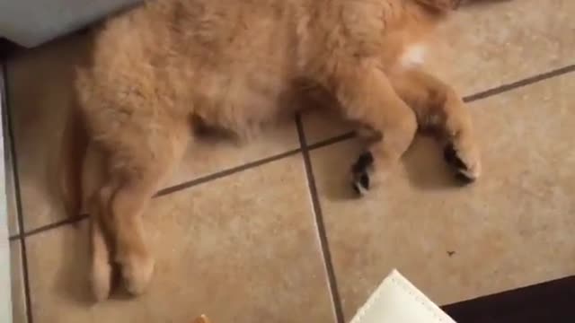 Brown puppy runs in sleep next to blue couch