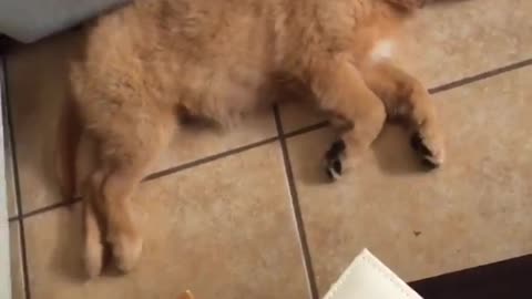 Brown puppy runs in sleep next to blue couch