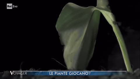Voyager - Piante vive
