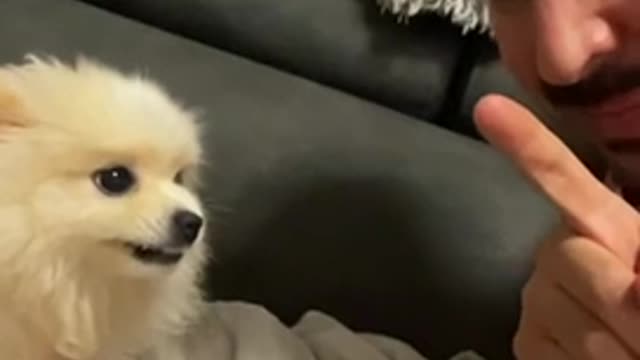 Funny dog video cute #dog short video- cute puppy shorts- #short #shortvideo #firstshortvideo