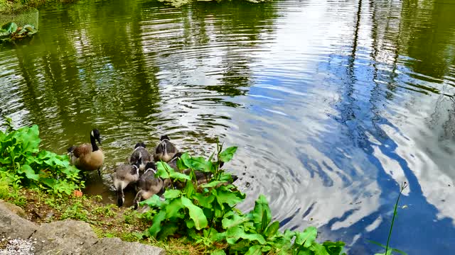 Geese swim in water