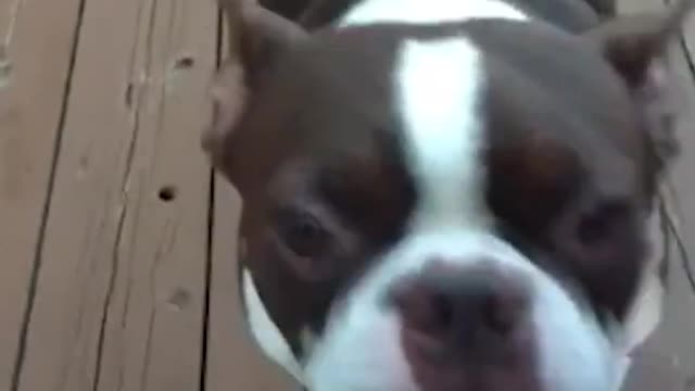 Everything Is Putin's Dog Fault ReeEEeE Stream