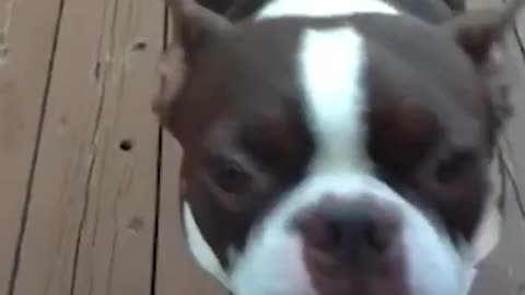 Everything Is Putin's Dog Fault ReeEEeE Stream