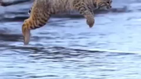 Tiger Pub Jump Viral Animals