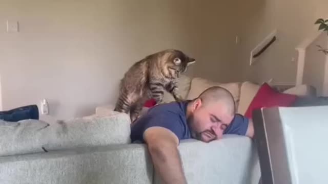 Man vs cat Massage