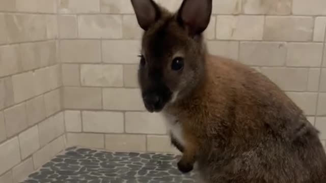 The wallaby ran to the bathroom