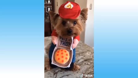 Funny and Cute Cat's Life 👯😺 Cats and Owners are the best friends Videos!!