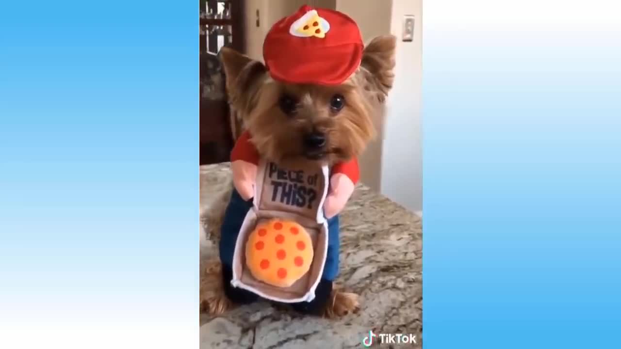 Funny and Cute Cat's Life 👯😺 Cats and Owners are the best friends Videos!!