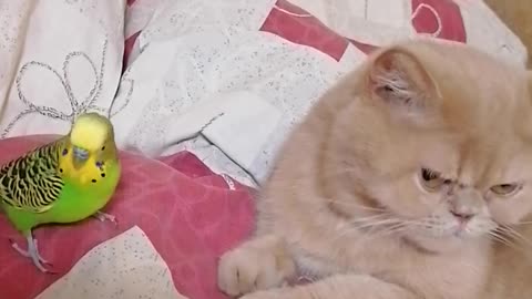 Кот и птица, милые животные #15