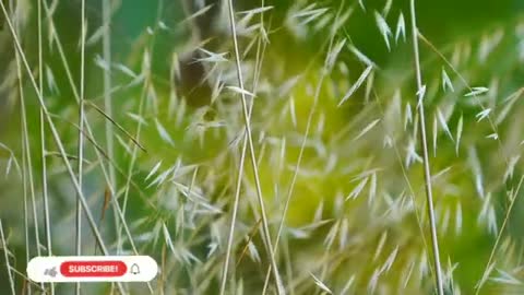 Relaxing Music | Sleeping, Meditation, Stress Relief | [668] ⭐️