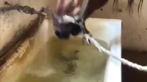 Horse drink water fresh funny video 😄😄