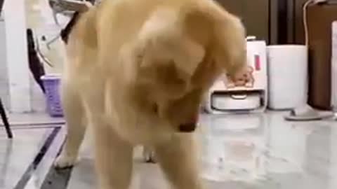 Celo Pets