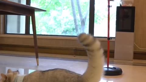 cat play basketball