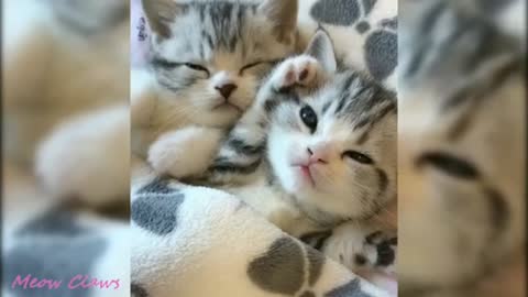 Puppies and cuddly cats