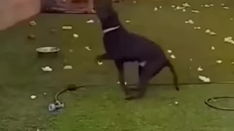Cute and Funny Animal Video Funniest Viral Puppy Cat clips😹 #shorts video #funny animals #cats