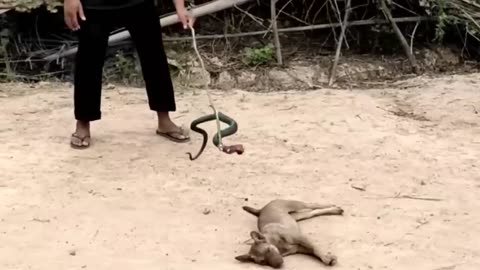 Funny Animal Videos 2024