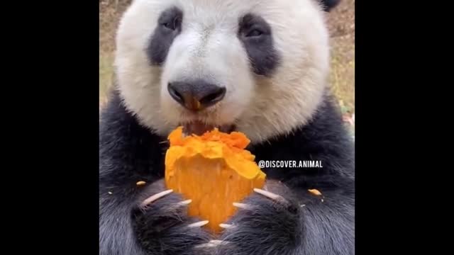 BABY Animals CUTEST moments | Viral Animals
