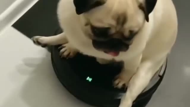 Cutest dog part 8