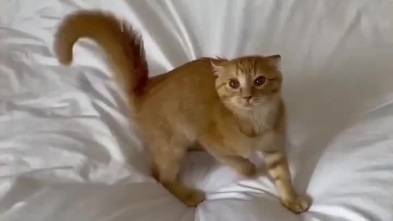 #03 Hilarious Pet Hijinks: Viral Laughter with Adorable Furry Comedians! πΎπ