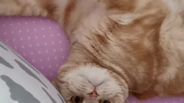 Until my daughter was born, the cat took her crib