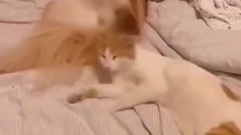 Home pets