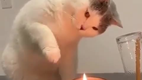 Funniest Cats ! Funny cat ! cute cats ! First time experience with candles