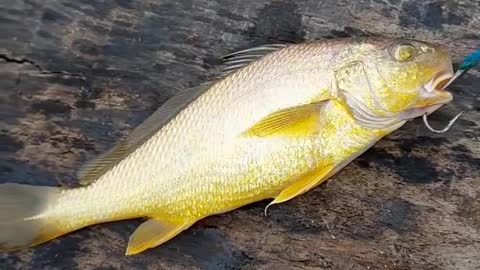 Fishing Time In The River