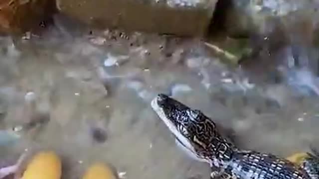 Oddly Satisfying video #shorts
