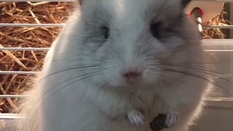 I'm looking into the cute hamster!