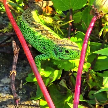 Beautiful green sand lizard / beautiful reptile in the wild.