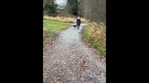 Funny dogs
